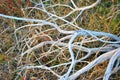 White apple tree old withered branches without leaves laying on meadow with yellow autumn grass