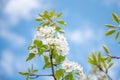 White appletree flowers with yellow stamina and yellow sepals