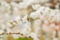 White apricot blossom. Buds flowering tree in April.The concept of spring. Natural background. Wallpaper for design. Selective