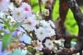 White apricot blossom in the spring