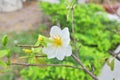 White apricot blossom in the spring