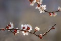 White apricot blossom, spring outdoor background