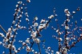 White apricot blossoms