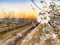 Blossom Trail apricot trees in bloom Royalty Free Stock Photo