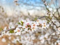 Blossom Trail apricot trees in bloom Royalty Free Stock Photo