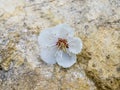 White apricot flower on stone.