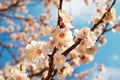 White apricot flowers