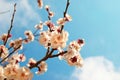 White apricot flowers