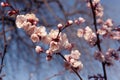 White apricot flowers. Beautiful flowering apricot tree. Blue sky, bokeh Royalty Free Stock Photo