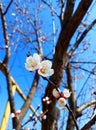 White apricot flowers. Beautiful flowering apricot tree. Royalty Free Stock Photo