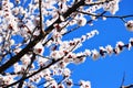White apricot flowers. Beautiful flowering apricot tree. Royalty Free Stock Photo