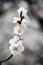 White apricot flowers blooming on the branches.. Royalty Free Stock Photo