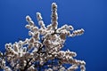 White apricot flowers