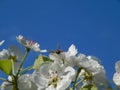 White apricot flowers. Royalty Free Stock Photo