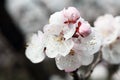 White apricot flowers and buds blooming on the branches Royalty Free Stock Photo