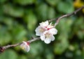 White apricot flowers on the tree branch against green background, symbol of spring Royalty Free Stock Photo