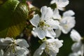 White apricot flowers Royalty Free Stock Photo