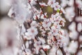 A white apricot petals Royalty Free Stock Photo