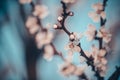 White apricot tree flowers close-up of blue background. Soft focus. Spring gentle blurred card. Blooming cherry blossom Royalty Free Stock Photo