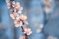 White apricot tree flowers close-up of blue background. Soft focus. Spring gentle blurred card. Blooming cherry blossom Royalty Free Stock Photo