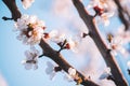 White apricot tree flowers close-up. Soft focus. Spring gentle blurred background. Blooming cherry blossom branch. The Royalty Free Stock Photo