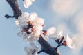 White apricot tree flowers close-up. Soft focus. Spring gentle blurred background. Blooming cherry blossom branch. The Royalty Free Stock Photo