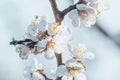 White apricot tree flowers close-up. Soft focus. Spring gentle blurred background. Blooming cherry blossom branch. The Royalty Free Stock Photo