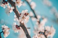 White apricot tree flowers close-up. Soft focus. Spring gentle blurred background. Blooming cherry blossom branch. The Royalty Free Stock Photo