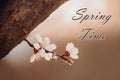 White apricot tree flowers close-up of sunset background. Soft focus. Postcard with the text springtime. Blooming cherry Royalty Free Stock Photo