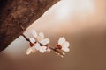 White apricot tree flowers close-up of sunset background. Soft focus. Spring gentle blurred card. Blooming cherry Royalty Free Stock Photo