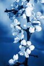 White apricot tree flowers close-up. Tinting in classic blue. Soft focus. Spring gentle blurred card. Blooming cherry Royalty Free Stock Photo