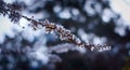 White apricot tree flowers in a cold, early spring day. Close up Royalty Free Stock Photo