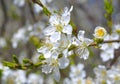 White apricot tree flowers Royalty Free Stock Photo