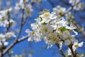 White apricot tree flowers Royalty Free Stock Photo