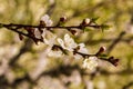 White apricot tree flowers Royalty Free Stock Photo