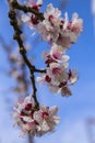 White apricot tree flowers in spring on a blue background Royalty Free Stock Photo