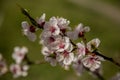 White apricot tree flowers in spring on a green background Royalty Free Stock Photo