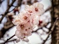 White Apricot Tree Flowers Royalty Free Stock Photo