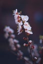 White apricot tree flowers in the springtime. Close up Royalty Free Stock Photo