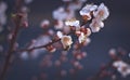 White apricot tree flowers in the springtime. Close up Royalty Free Stock Photo