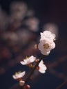 White apricot tree flowers in the springtime. Close up Royalty Free Stock Photo
