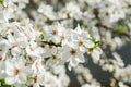 White apricote blossom in garden Royalty Free Stock Photo