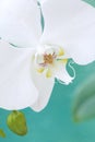 White aquarelle orchid Royalty Free Stock Photo