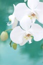White aquarelle orchid Royalty Free Stock Photo