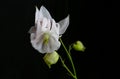 White Aquilegia Columbine Blossom on Black Background