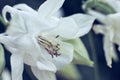 White aquilegia flowers