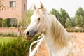 White Arab horse Royalty Free Stock Photo