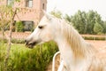 White Arab horse Royalty Free Stock Photo