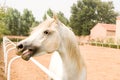 White Arab horse