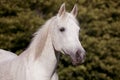 White arab horse on pasture Royalty Free Stock Photo